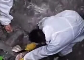 Tim terpadu di Gunungsitoli mengambil sampel dari bangkai. (dok. tangkapan layar)