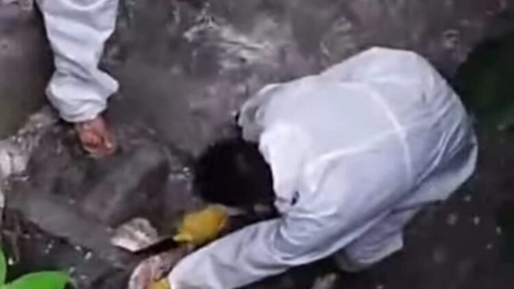 Tim terpadu di Gunungsitoli mengambil sampel dari bangkai. (dok. tangkapan layar)