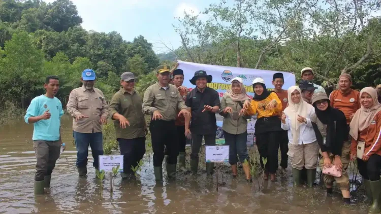 Pemulihan Mangrove Sungai Pinang, Lebih dari 20 Ribu Bibit Ditanam 1 Penanaman mangrove oleh KKI Warsi di Sungai Pinang, Kabupaten Pesisir Selatan. (dok. istimewa)