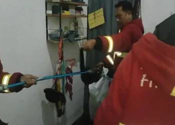 Damkar Padang evakuasi musang dari rumah warga. (dok. Damkar Padang)