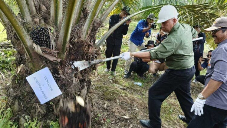 Gubernur Mahyeldi memanen sawit