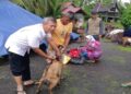 Banjir Rugikan Peternak, Pemkab Padang Pariaman Distribusikan Vitamin untuk Sapi, Kerbau, dan Kambing