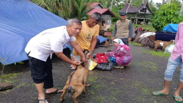 Pelaksana Tugas Kepala Dinas Peternakan dan Kesehatan Hewan Padang Pariaman, Sumbar Zulkhailisman memberikan vitamin kepada ternak yang menjadi korban banjir. Antara HO-Dinas Pertenakan dan Kesehatan Hewan Padang Pariaman
