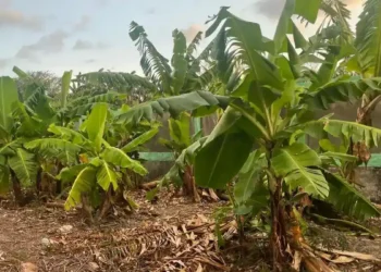 Kampung Reforma Agraria lakukan budidaya pisang cavendish. (dok. istimewa)
