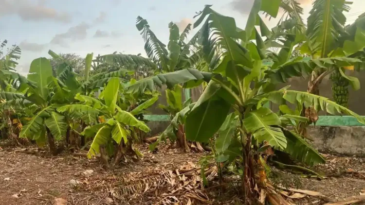 Kampung Reforma Agraria Baumata di Kupang, Capai Kemandirian Ekonomi Melalui Budidaya Pisang Cavendish 1 Kampung Reforma Agraria lakukan budidaya pisang cavendish. (dok. istimewa)