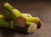 PTPN XIV Dukung Ketahanan Pangan Tanpa Merusak Lingkungan