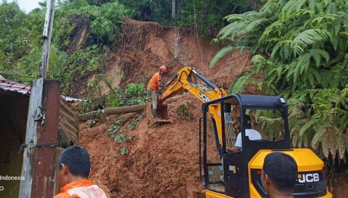 Dua Pohon Besar Tumbang di Lubuk Minturun, Akses Warga Terputus dan Timbulkan Material Longsor