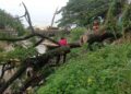 Pohon Besar Tumbang Hambat Aliran Banjir Kanal Siteba, BPBD Lakukan Penanganan Cepat 6 Pohon besar tumbang di Siteba akibat angin kencang. (dok. BPBD Padang)