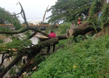Pohon besar tumbang di Siteba akibat angin kencang. (dok. BPBD Padang)