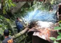 Pohon tumbang di Seberang Palinggam. (dok. istimewa)