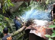 Hujan Disertai Angin Kencang, Rumah Warga Seberang Palinggam Tertimpa Pohon Kelapa