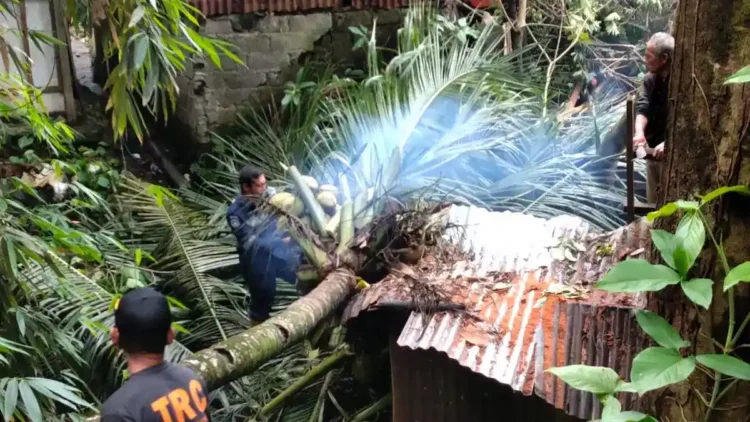 Pohon tumbang di Seberang Palinggam. (dok. istimewa)
