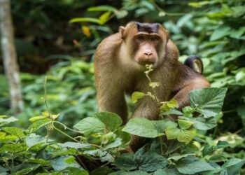 BKSDA Evakuasi Beruk yang Masuk Masjid di Pasaman, Alami Luka di Kedua Kaki