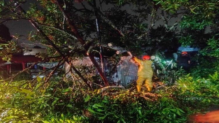 Hujan dan Angin Kencang di Padang, Pohon Mangga Tumbang Timpa Kandang Ayam 1 Petugas membersihkan pohon tumbang di kawasan Kurao Pagang, Kota Padang. (Foto: BPBD Padang)