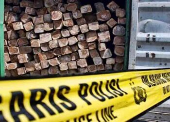 Illegal Logging di Cagar Alam Maninjau, 148 Batang Kayu Disita, Dua Orang Diamankan