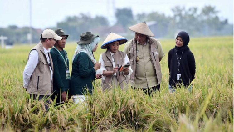 Tani Digital Tunjukkan Teknologi Bisa Percepat Ketahanan Pangan 1 Menteri Komunikasi dan Digital Meutya Hafid dalam kegiatan Panen Tani Digital di Kabupaten Sragen, Rabu (5/11/2025) mengatakan program Tani Digital merupakan kolaborasi antara Kemkomdigi, Kementerian Pertanian, Pemerintah Kabupaten Sragen, dan mitra penyedia teknologi dalam upaya memperkuat ketahanan pangan nasional berbasis data. (Foto: Humas Kemkomdigi)