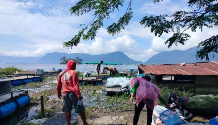 Bencana Hidrometeorologi, Ribuan Ton Ikan Keramba Mati di Danau Maninjau