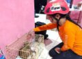 COP Turunkan Tim Animal Rescue Bantu Satwa Korban Banjir di Agam 16 COP Turunkan Tim Animal Rescue Bantu Satwa Korban Banjir di Agam