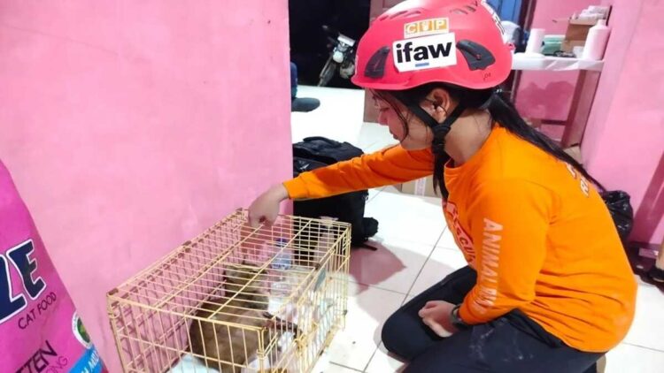 Dokter Hewan COP, drh Nindya Rumapea sedang melihat perkembangan kucing setelah mendapatkan perawatan medis. Dok ANTARA/Yusrizal