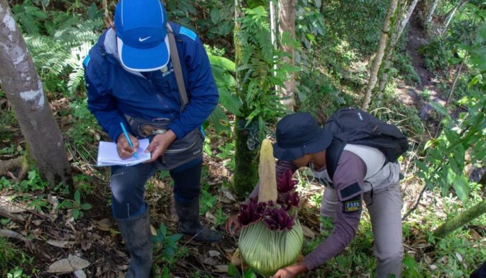 Amorphophallus Bunga Endemik Sumatera Kembali Ditemukan di Agam