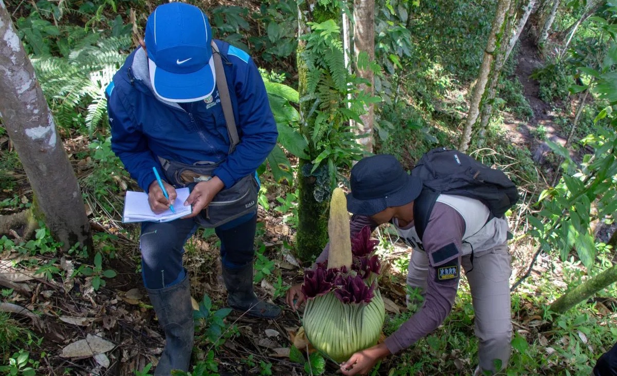 Tim Balai Konservasi Sumber Daya Alam (BKSDA) Sumatera Barat (Sumbar) kembali menemukan Amorphophallus Titanum di Kabupaten Agam, Senin (12/1/2026). (dok. Antara/Fandi Yogari)