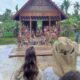 Turis mancanegara hadir dalam wisata budaya ke Mentawai. (dok. istimewa)