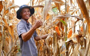 ilustrasi petani memanen jagung. (dok. istimewa)
