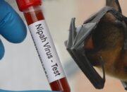 IDAI Pastikan Belum Ada Penularan Virus Nipah ke Manusia di Indonesia