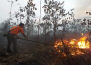 63,53 Hektare Lahan Terbakar di Siak, BPBD Tetapkan Siaga Darurat Karhutla
