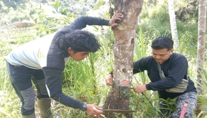 Pengalaman Menegangkan, Tim Pagari Berhadapan Langsung dengan Harimau Sumatera di Agam